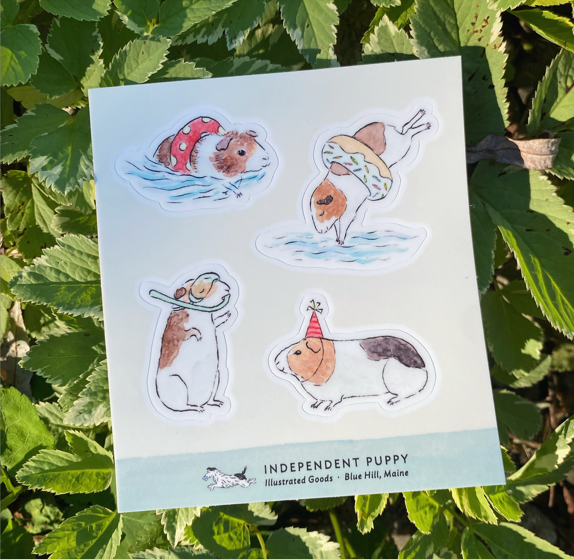 Pool Party Guinea Pigs Sticker Sheet